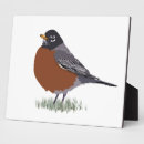 Search for robin red breast Drawing
