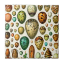 Search for egg tiles Birds