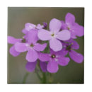 Search for pocket rocket photography Hesperis matronalis