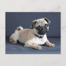 Search for couch postcards Pet