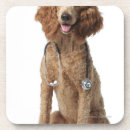Search for mixed breed coasters Looking at camera