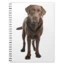 Search for chocolate lab notebooks Puppy