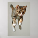Search for jumping into art Kitten
