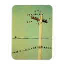 Search for tweeter Nature