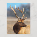 Search for john wilde postcards Wildlife