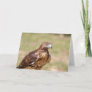 Search for red tails cards Birds of prey