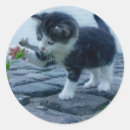 Search for playful kitten stickers Animal