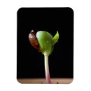 Search for apple magnets Freshness