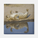 Search for pardus Horizontal