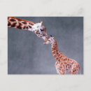Search for giraffe postcards Baby