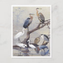 Search for egrets postcards Heron