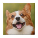 Search for dog tiles Pets