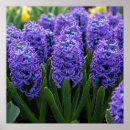 Search for fragrant posters Garden