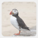 Search for puffin stickers Birds