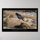 Search for calling birds posters Wildlife