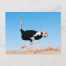 Search for funny ostrich postcards Nature