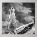 Search for watches posters Mammal