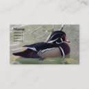 Search for waterfowl photography Drake