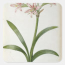 Search for amaryllis stickers Joseph