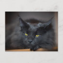 Search for fun cat postcards Kitty