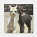 Search for alpaca magnets Fun