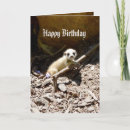 Search for meerkat birthday cards Suricate