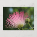 Search for mimosa tree postcards Summer
