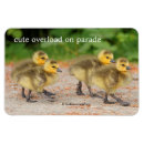 Search for gosling magnets Wildlife