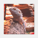 Search for bearded dragon magnets Lizard