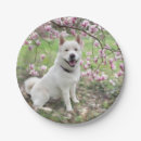 Search for akita plates Dog