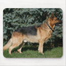 Search for show dog mousepads Canine photographer