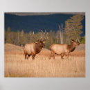 Search for cow elk posters Wapiti