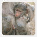 Search for baboon stickers Sitting