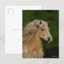 Search for haflinger postcards Bob langrish