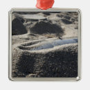 Search for shell christmas tree decorations Close up