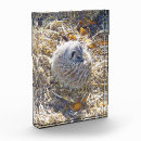 Search for nurture Wildlife