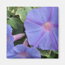 Search for morning glory magnets Purple