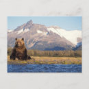 Search for ursus postcards Animal