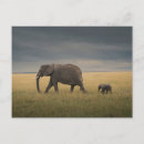 Search for elephant calf postcards Animals in the wild