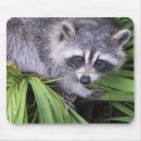 Search for racoon mousepads Mammal