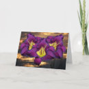 Search for daylilies cards Bloom