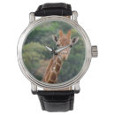 Search for giraffe watches Nature
