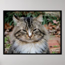 Search for coons posters Animal