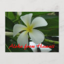 Search for aloha from hawaii postcards Hawaiian