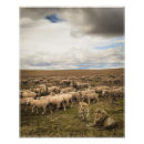 Search for lambs posters Flock