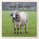 Search for brahman Cattle