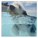 Search for swimming pool tiles Blue