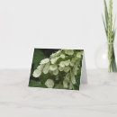 Search for hydrangea shrubs Garden