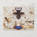 Search for insect postcards Moth
