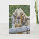 Search for old goat birthday cards Cute